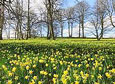 Picture, Dymock Daffodils